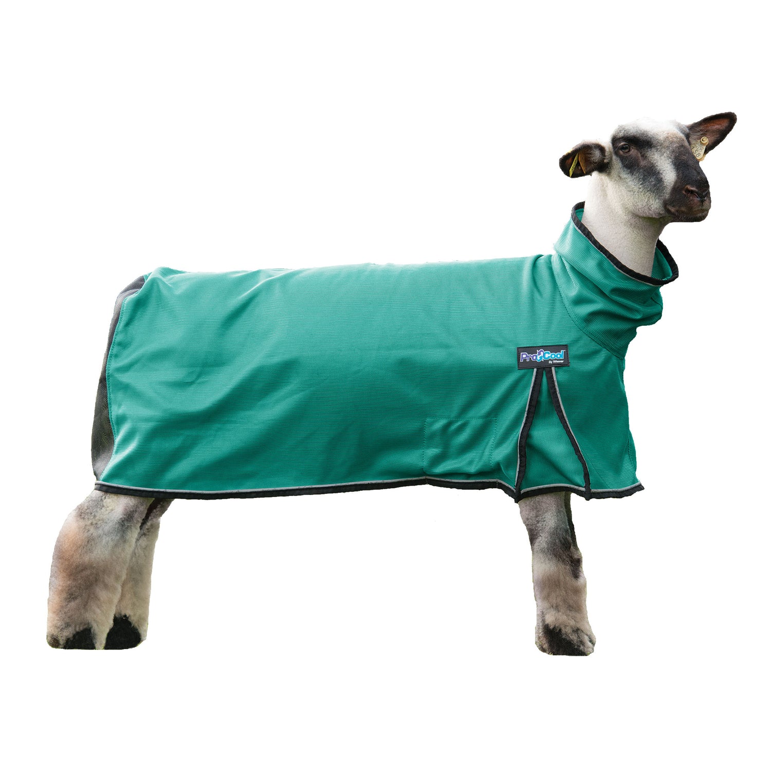 ProCool™ Sheep Blanket with Reflective Piping, Mesh Butt