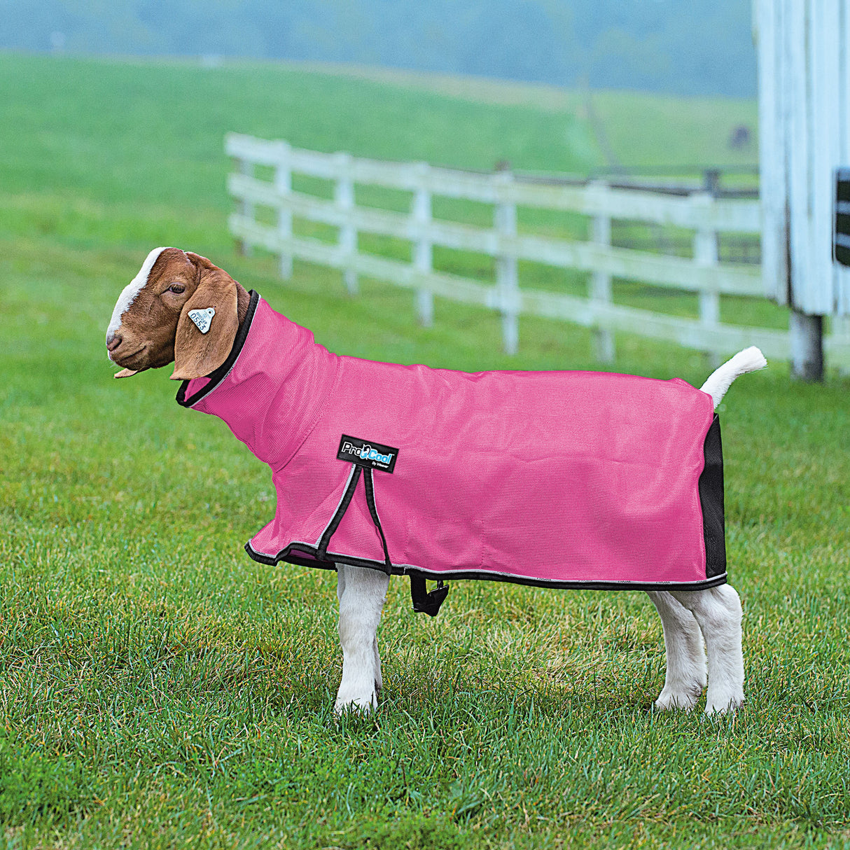 ProCool™ Goat Blanket with Reflective Piping, Mesh Butt