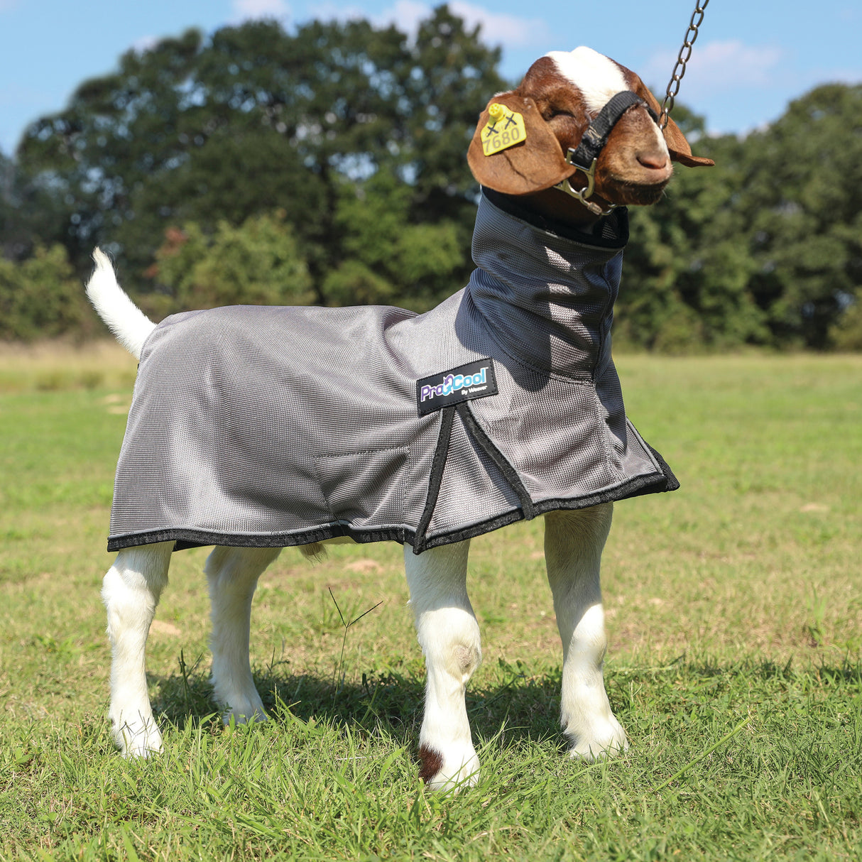 ProCool™ Goat Blanket with Reflective Piping, Mesh Butt