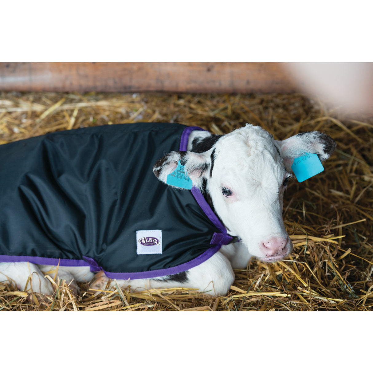 Pro Calf Blanket, Black, In Use