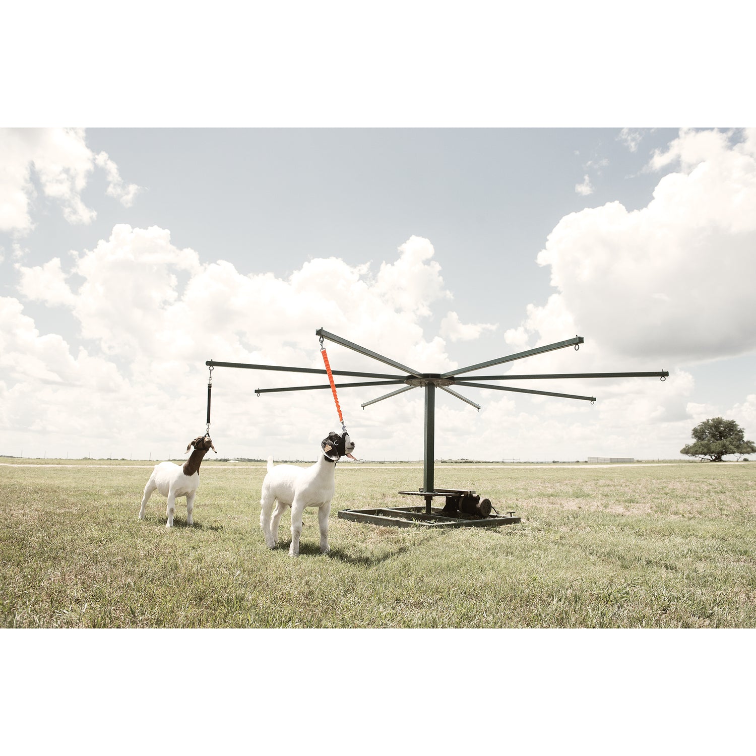 Sheep & Goat Training Halter