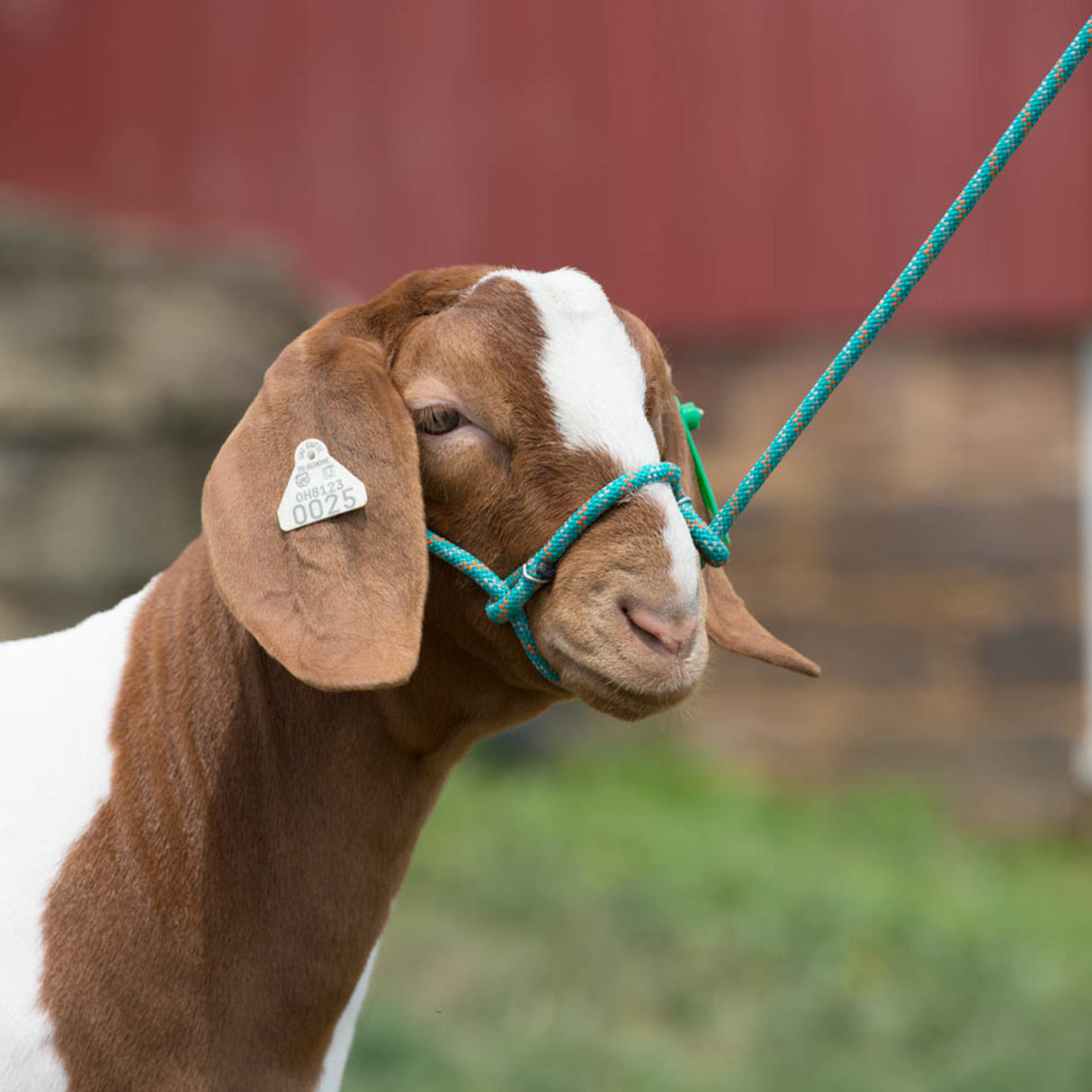 Rope Sheep Halter, 1/4" Diameter