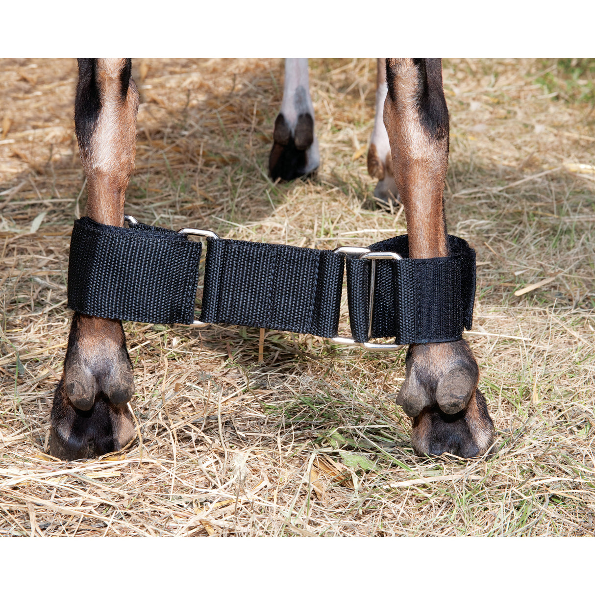 Adjustable Goat Hobbles