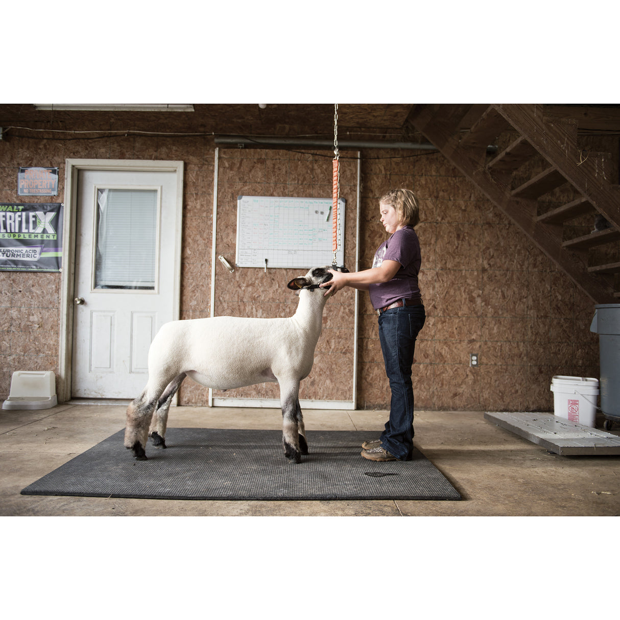 Bungee Nylon Walking Lead