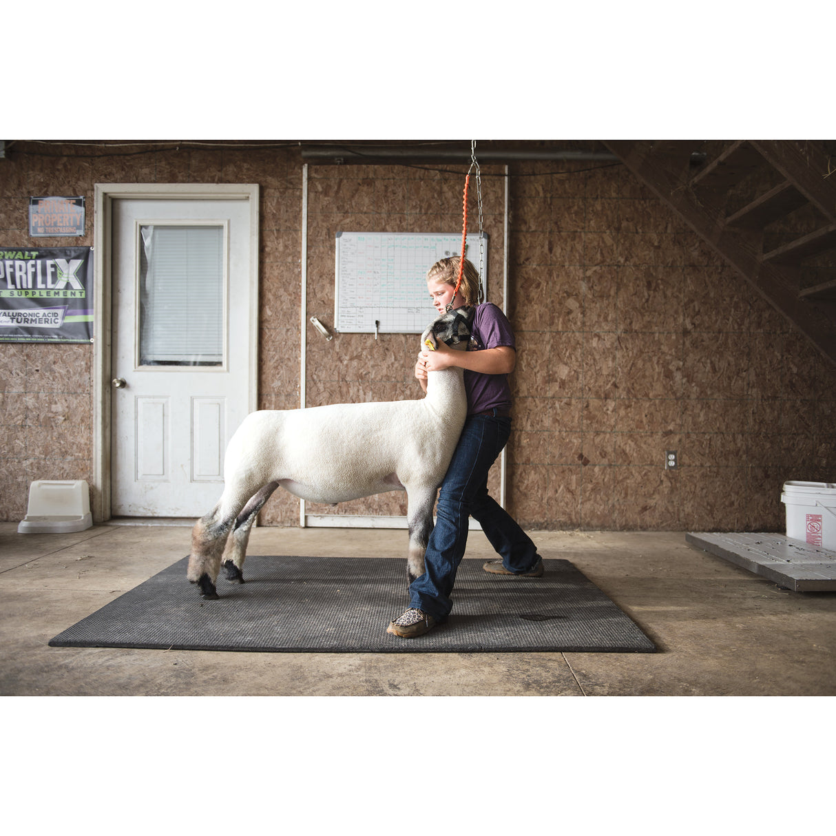 Bungee Nylon Walking Lead