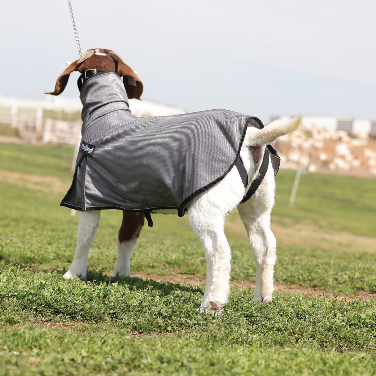 ProCool™ Doe Blanket