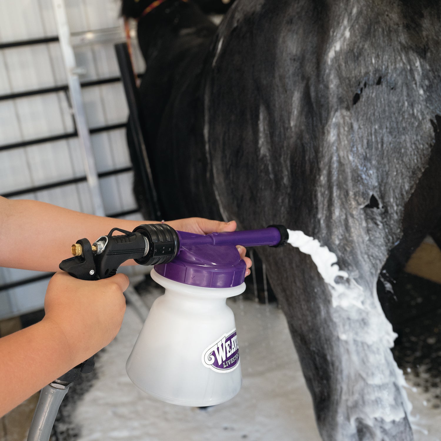 Livestock Foamer, spraying