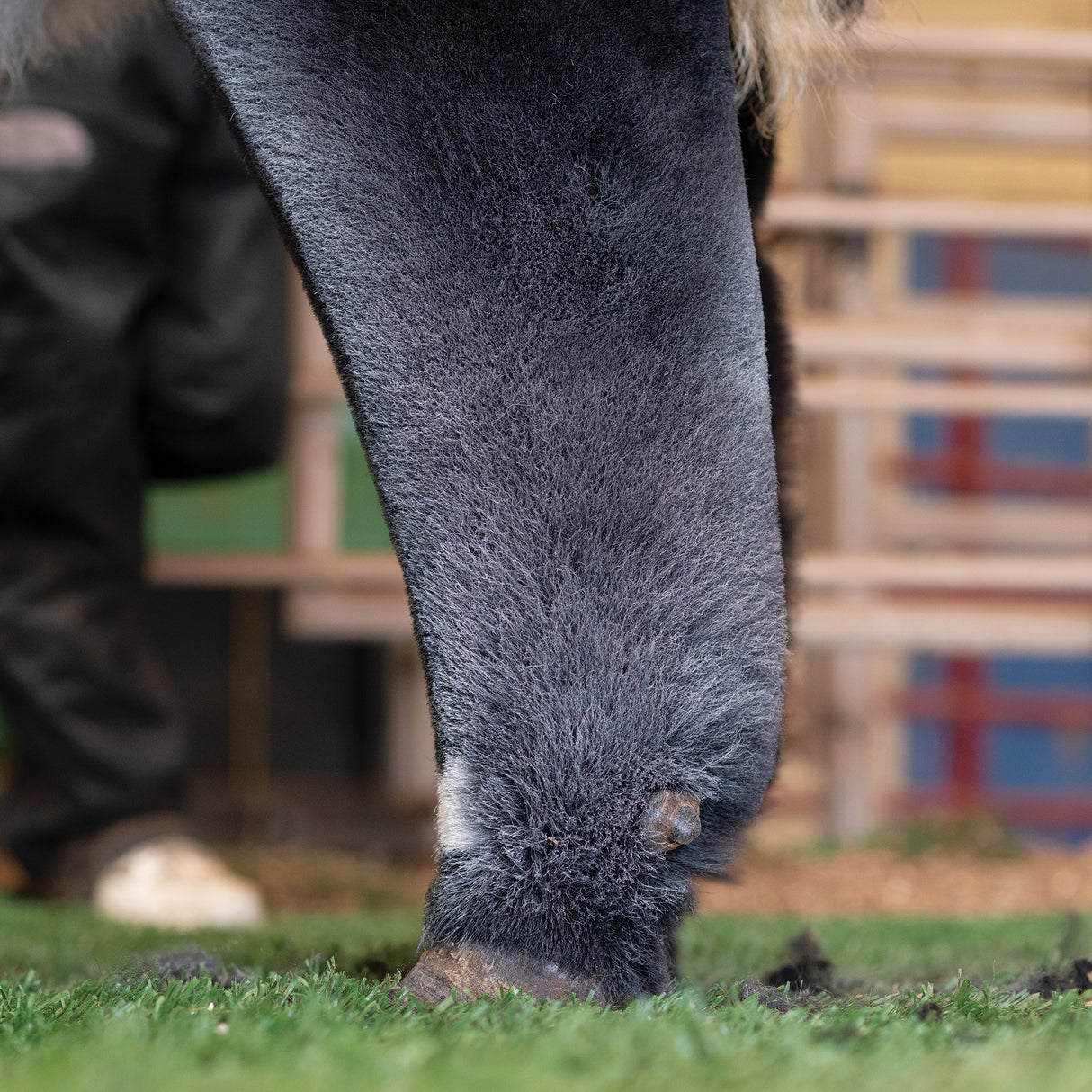 ProPowder Pure White