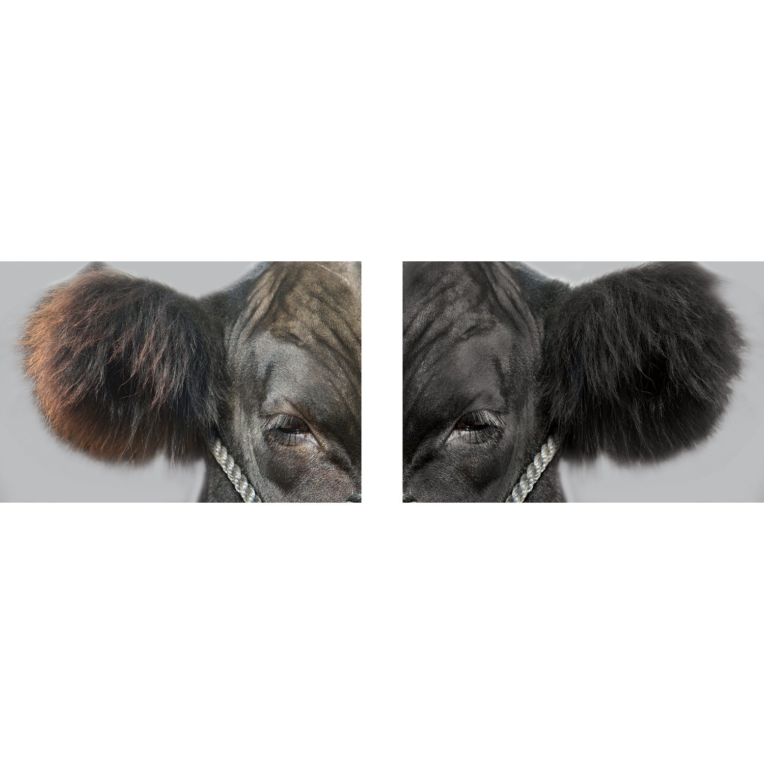 ProDye Before and After
