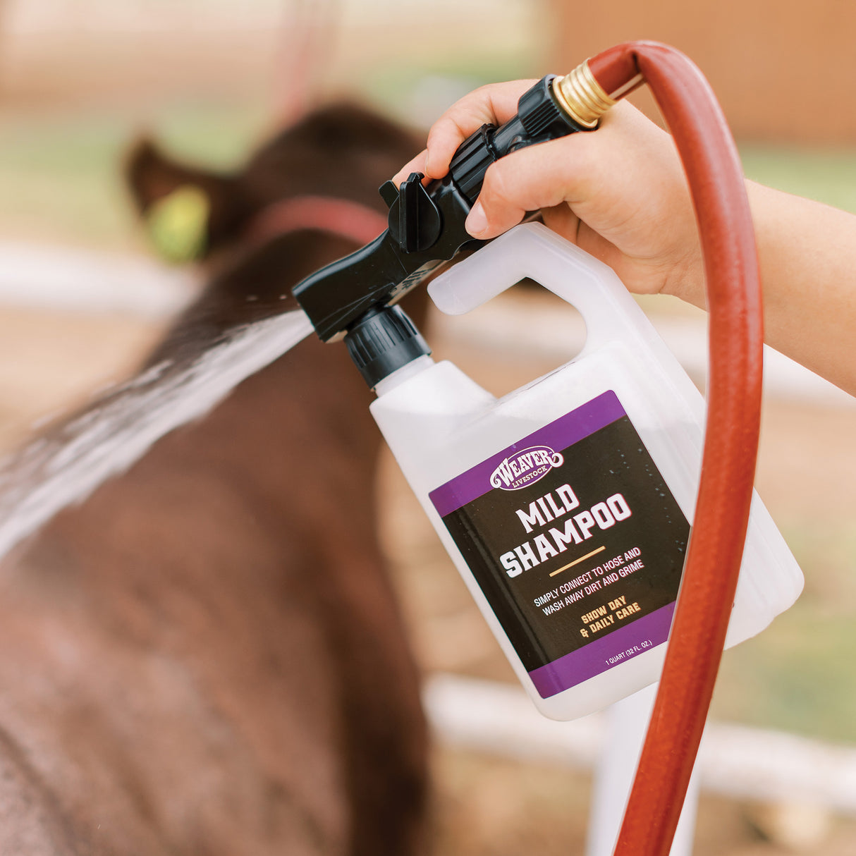 Mild Shampoo with Hose Attachment, in use