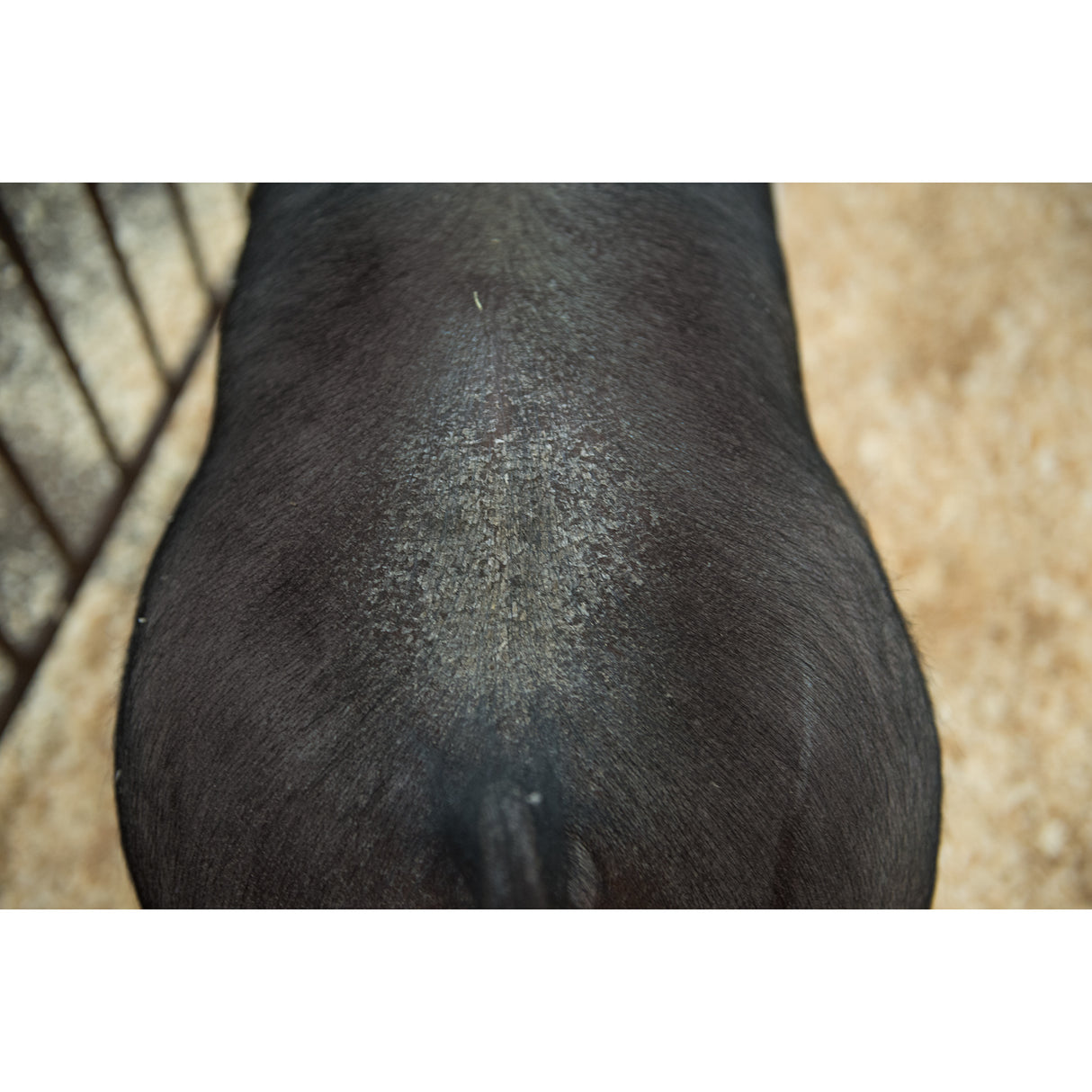 Swine Conditioner and Shine