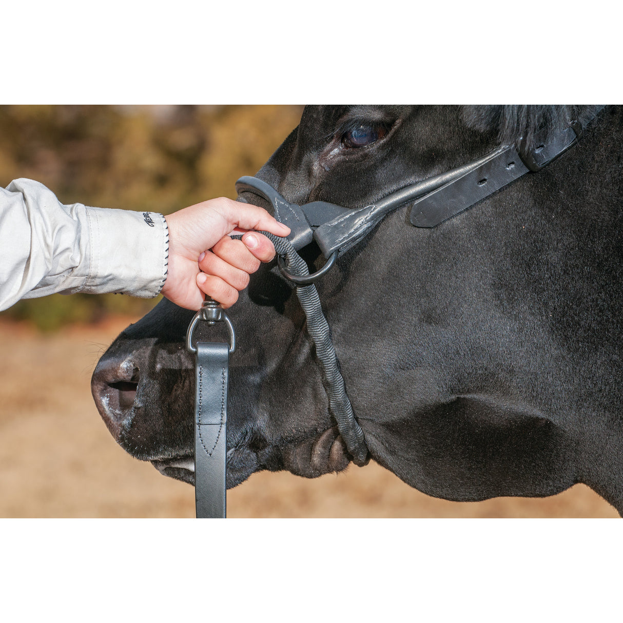 Brahma Webb® Covered Chain Cattle Lead