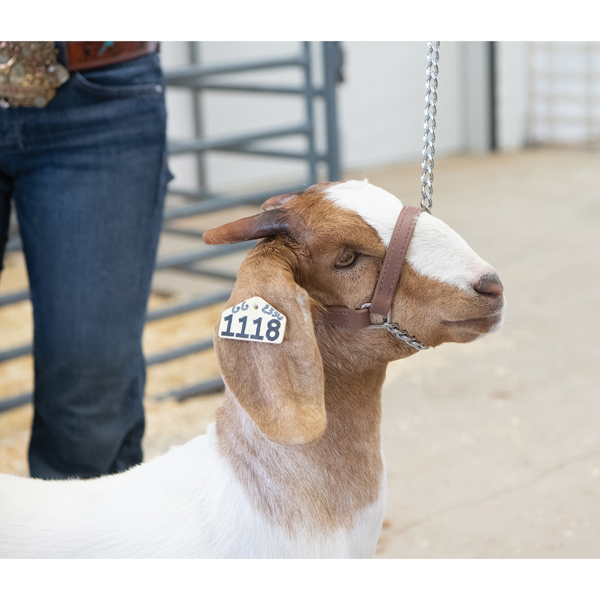 Sheep and Goat Brahma Webb® Halters