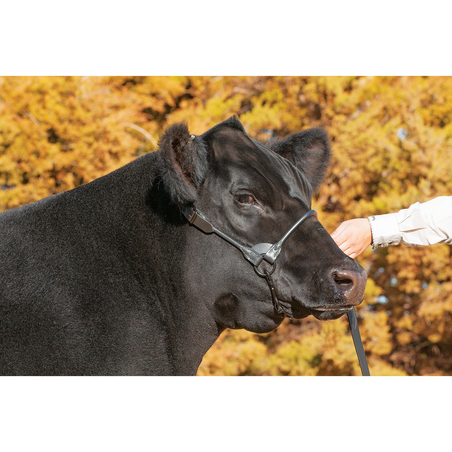 Black Magic Show Halter