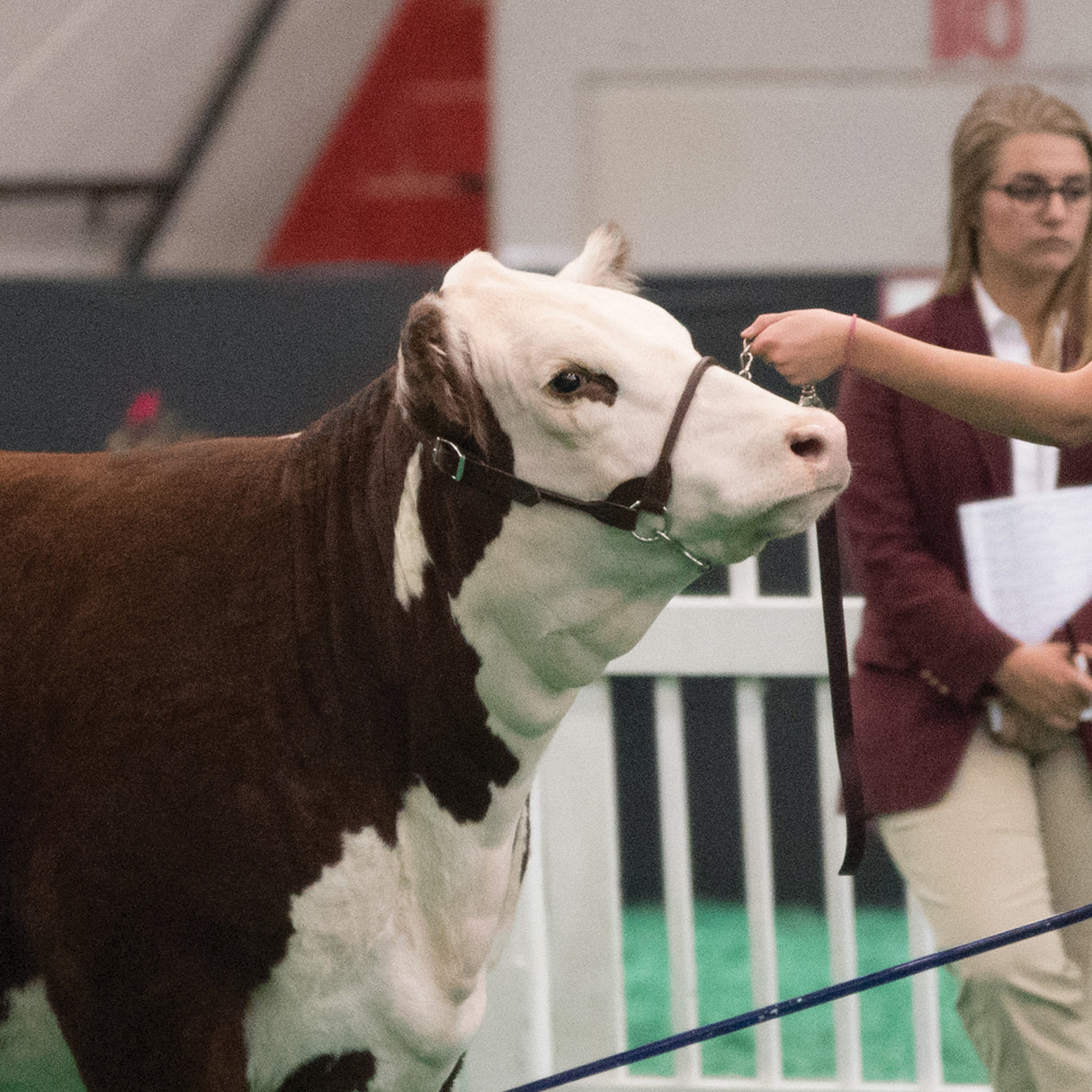 Dairy/Beef Rounded Show Halter