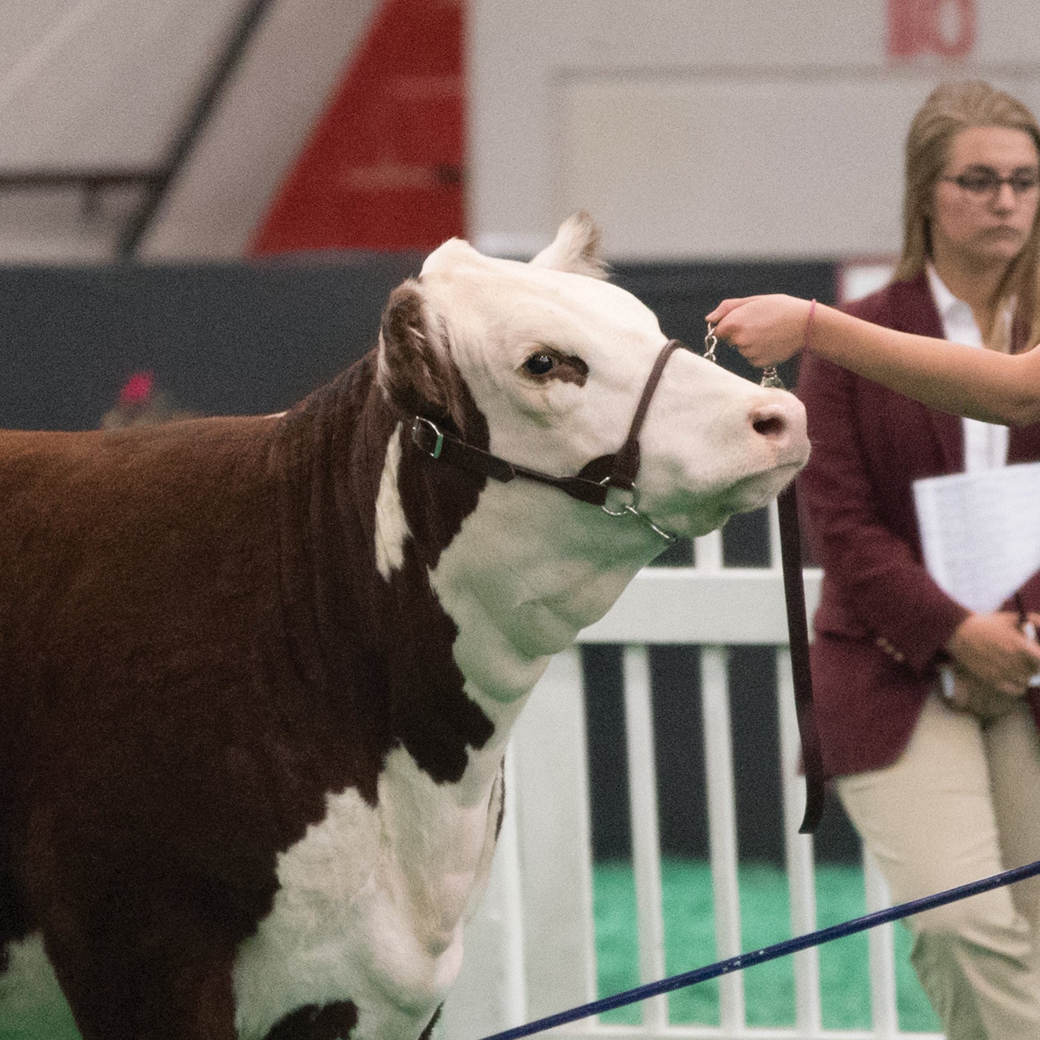 Dairy/Beef Rounded Show Halter