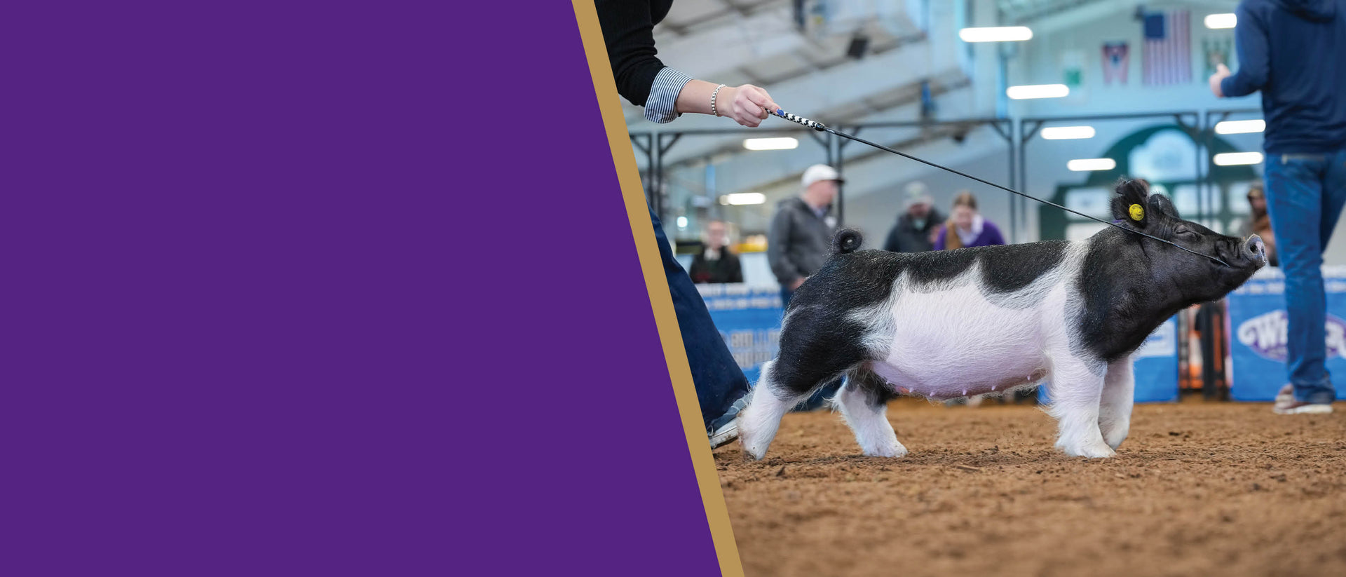 Show pig being led around the ring during a livestock competition.