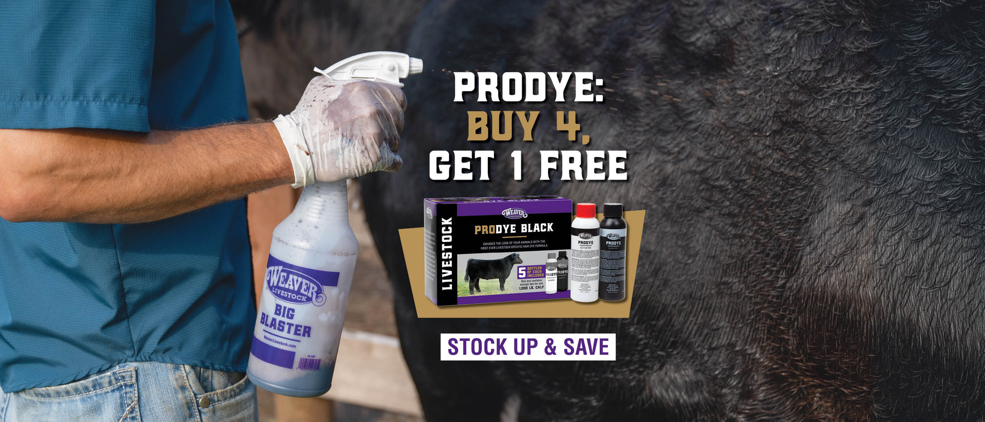 Person spraying a black calf with Weaver Livestock Big Blaster beside ProDye Black products and promo text reading “ProDye: Buy 4, Get 1 Free” and “Stock Up & Save.”