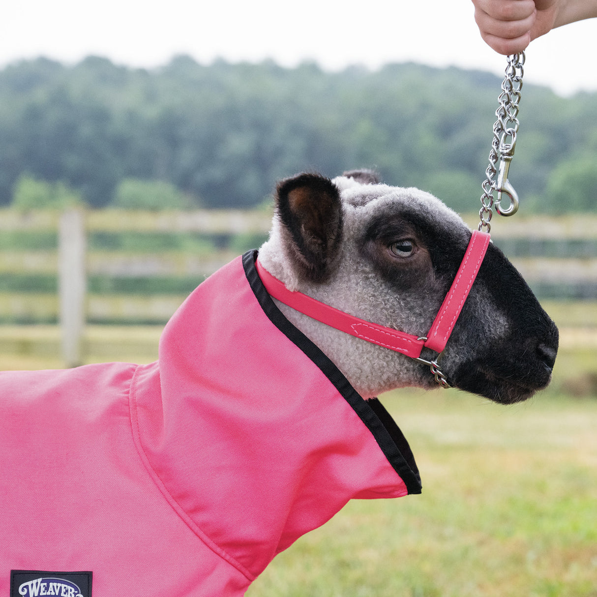 ProCool™ Sheep Blanket with Reflective Piping, Mesh Butt
