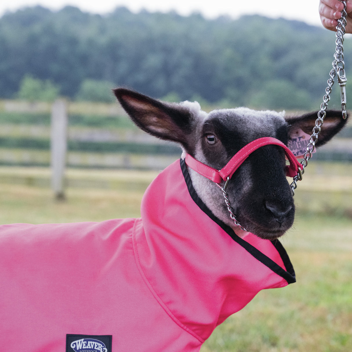 ProCool™ Sheep Blanket with Reflective Piping, Mesh Butt