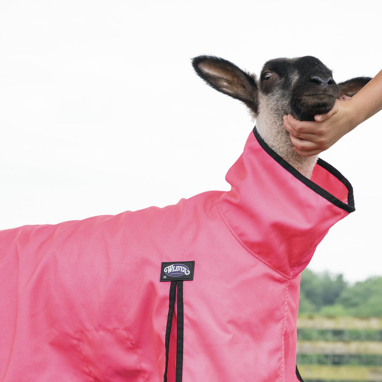 ProCool™ Sheep Blanket with Reflective Piping, Mesh Butt