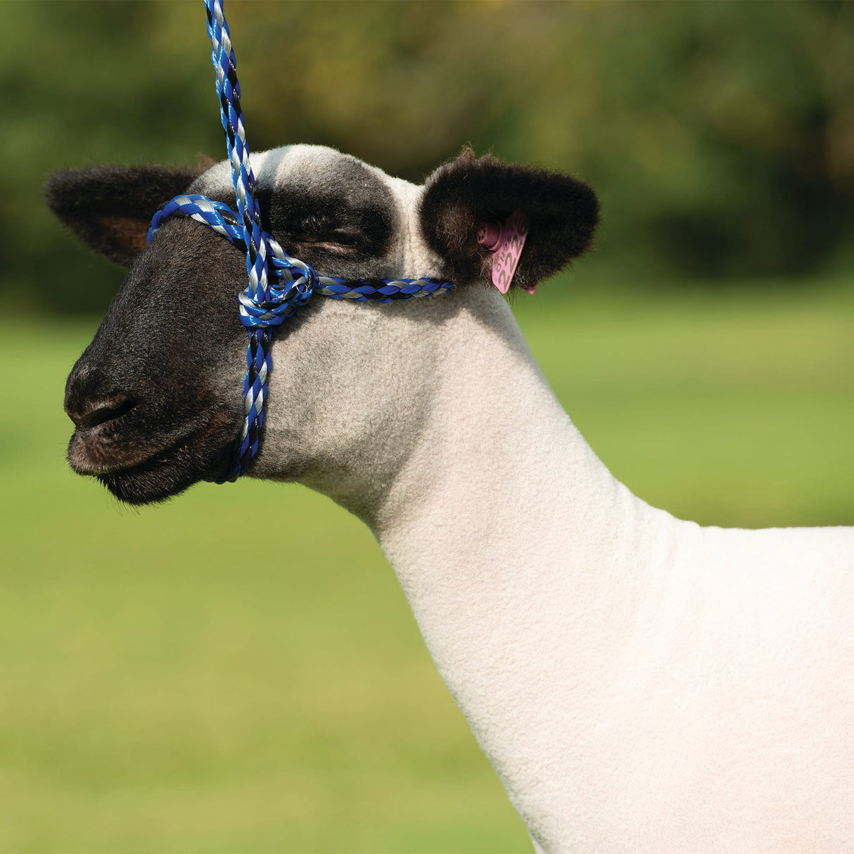 Poly Rope Halter