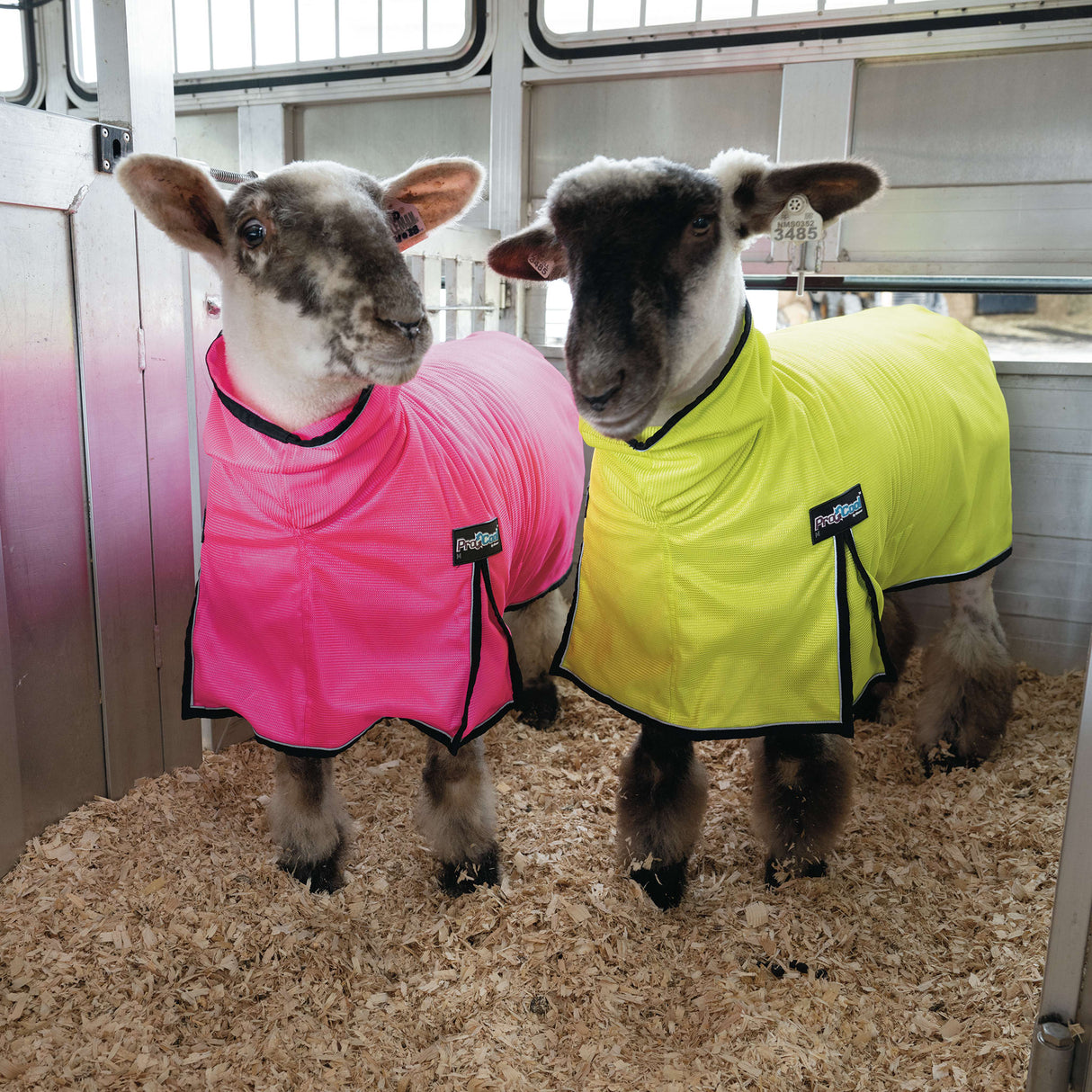 ProCool™ Sheep Blanket with Reflective Piping, Mesh Butt