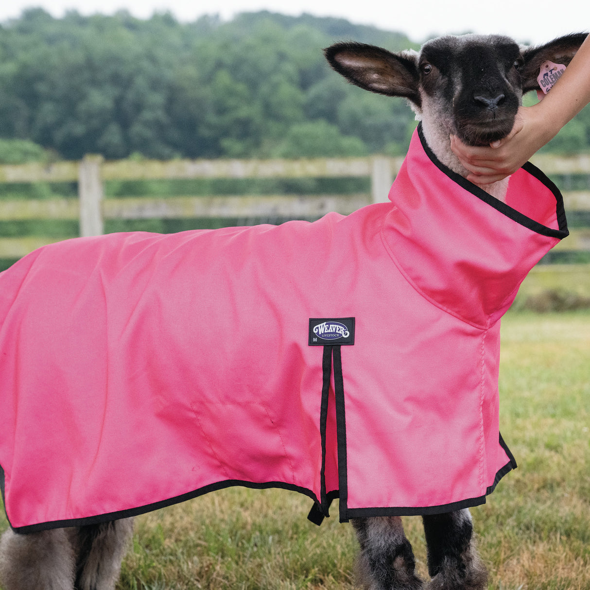 ProCool™ Sheep Blanket with Reflective Piping, Mesh Butt
