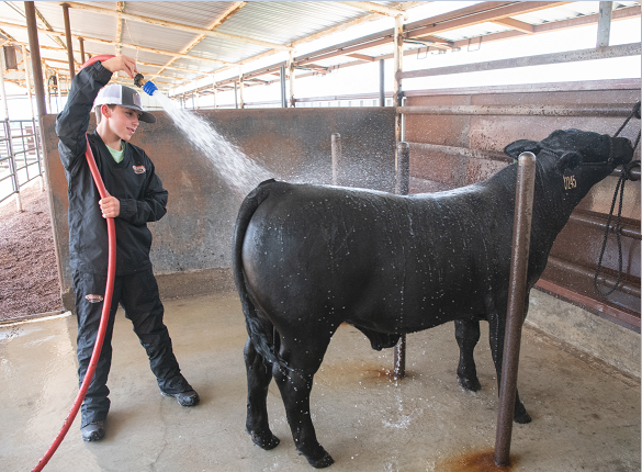 Life Lessons from the Washrack – Weaver Livestock
