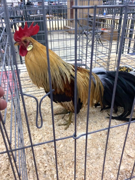 King Chicken
