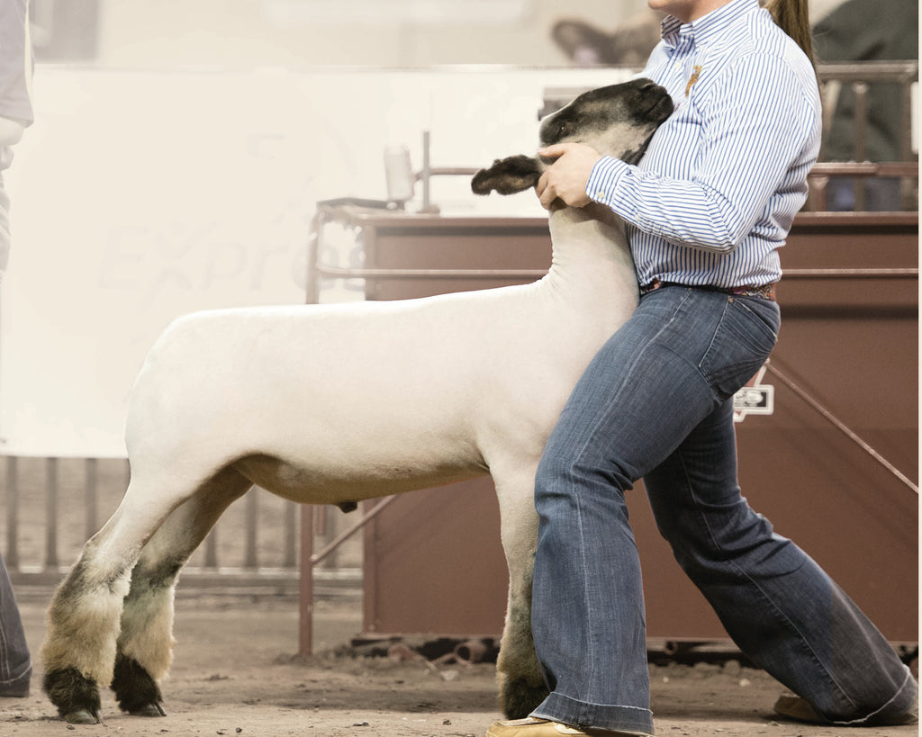 Lessons from the Show Ring