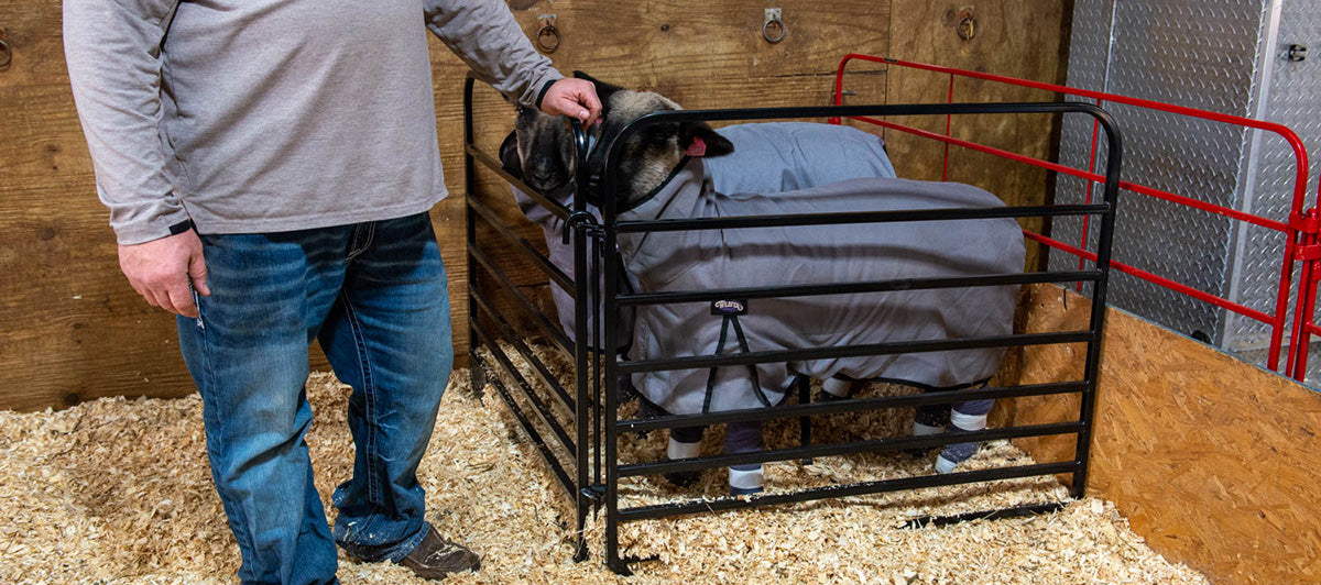 Pro Catch Gate for Cattle, Sheep, Goats, and Swine – Weaver Livestock