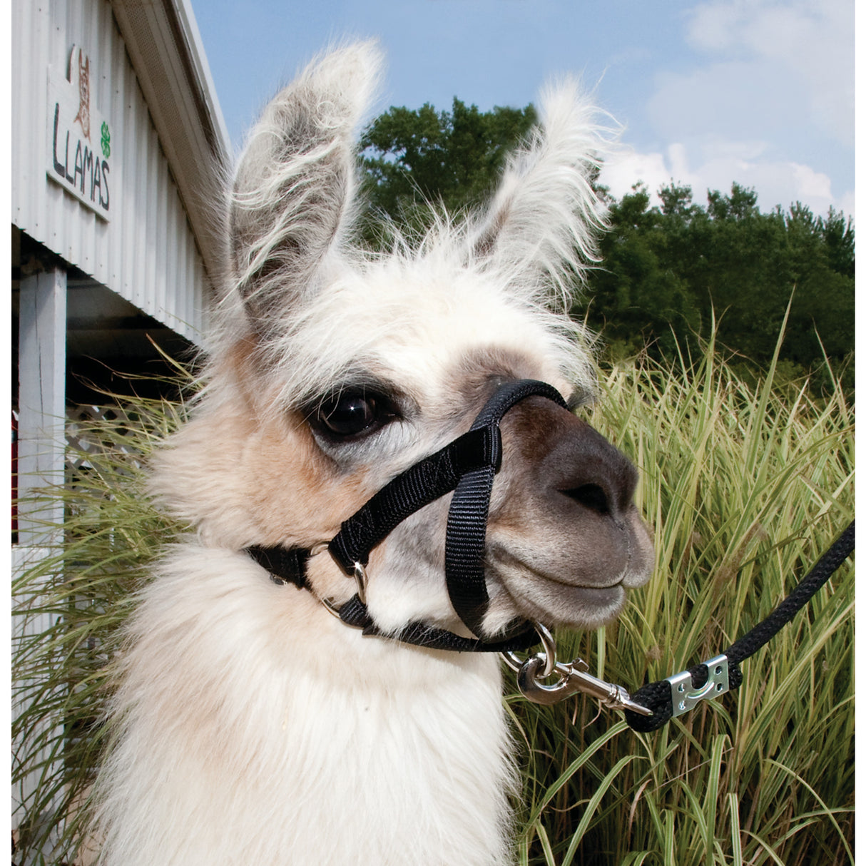 Llama Halter, Black