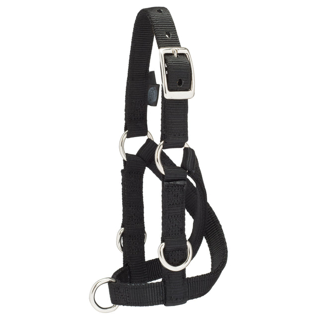 Sheep & Goat Training Halter