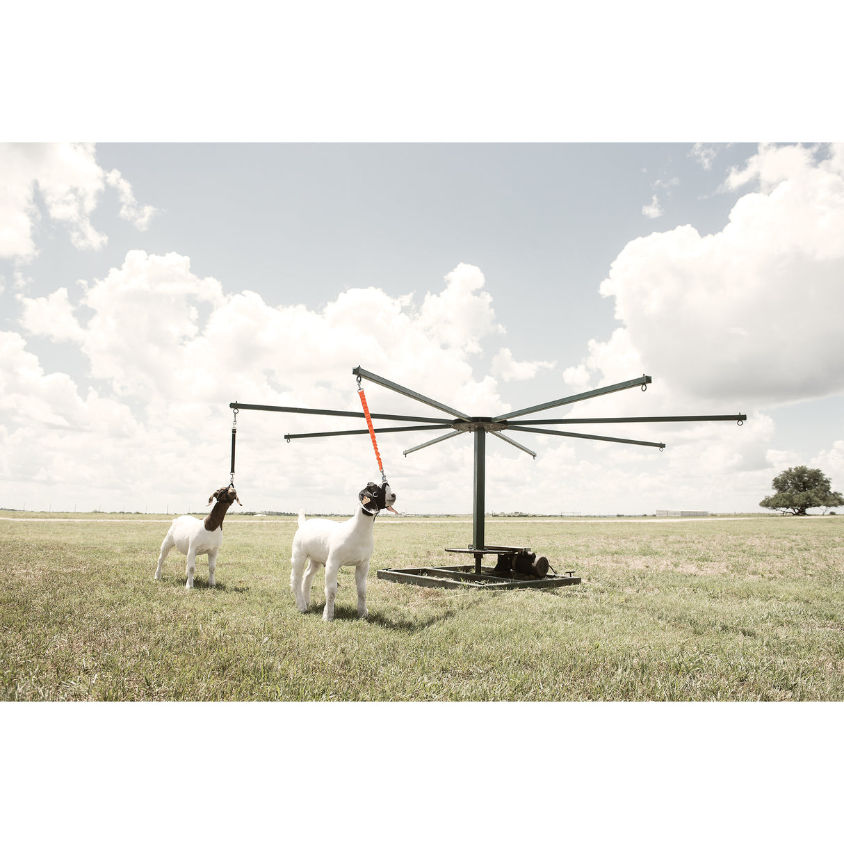 Sheep & Goat Training Halter
