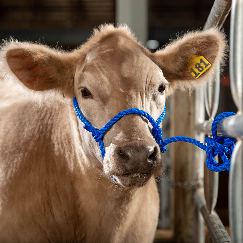 Rope Halter, Calf, Blue, In-use