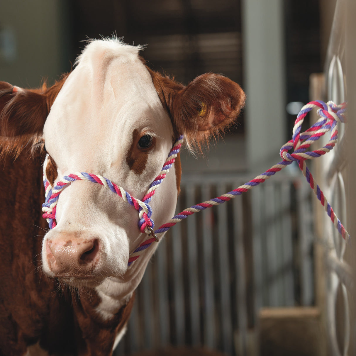 Poly Rope Breaking Halter