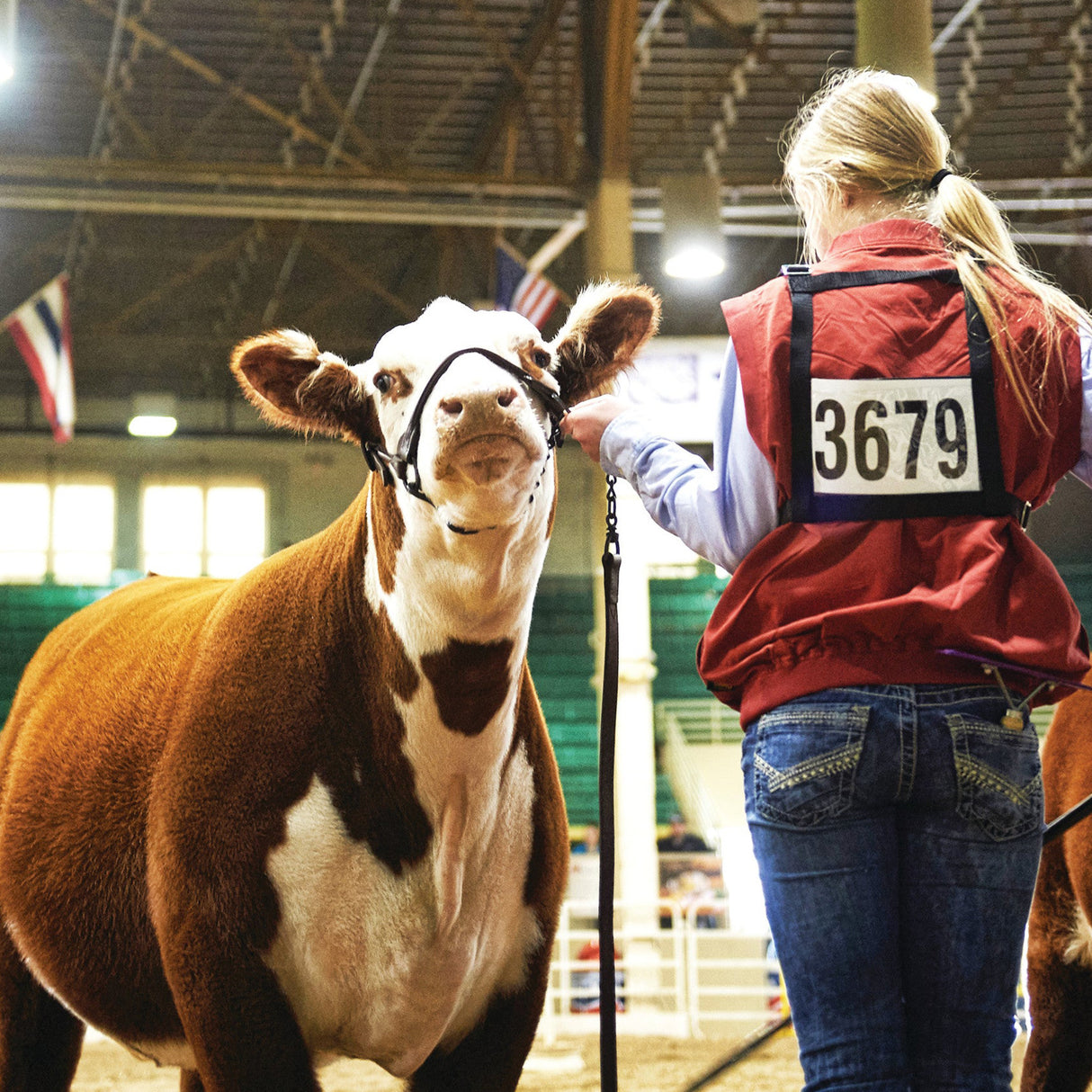 Nylon Exhibitor Number Harness