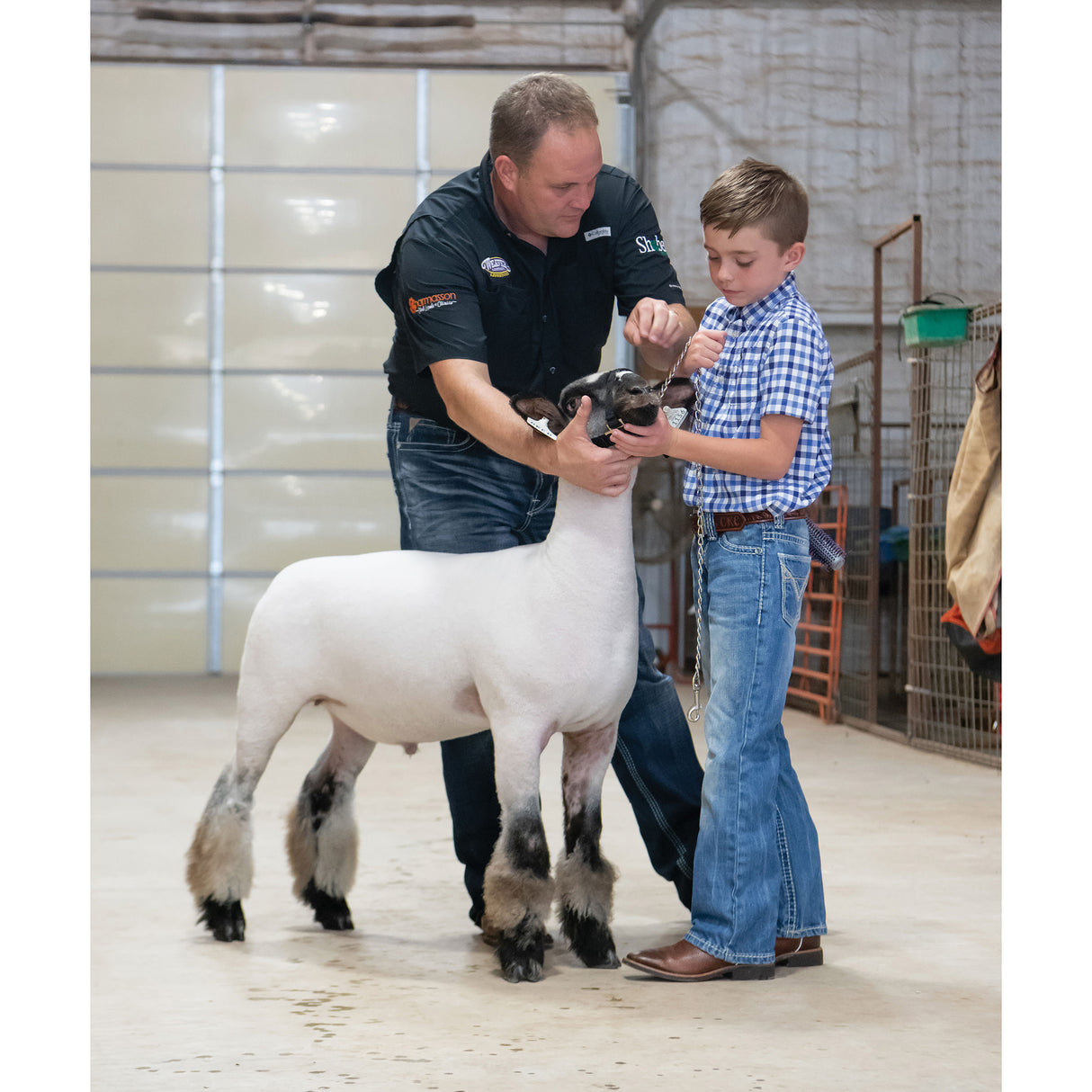 Nylon Adjustable Sheep Halter with Chain Lead