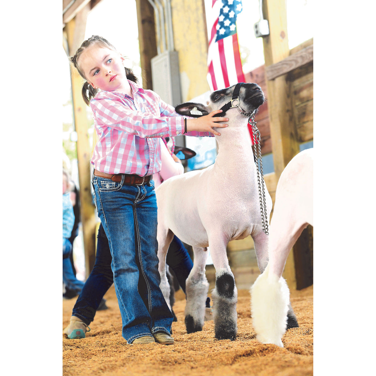 Nylon Adjustable Sheep Halter with Chain Lead