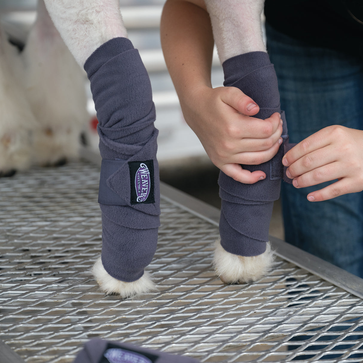 Sheep & Goat Fleece Leg Wraps, applied