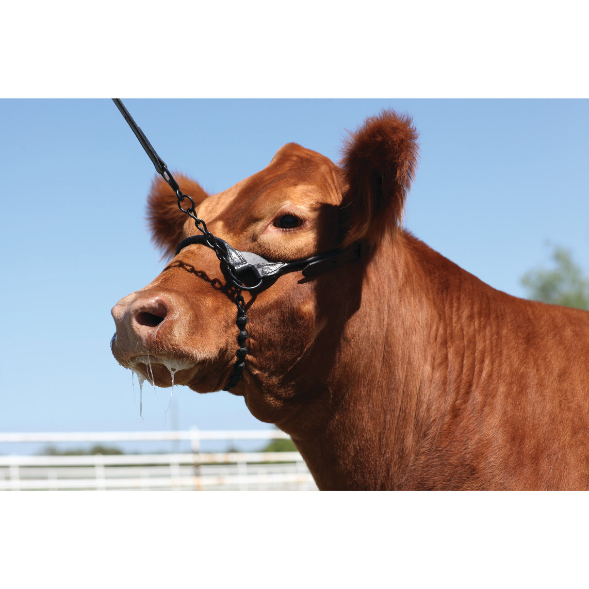 Braided Rawhide Lead