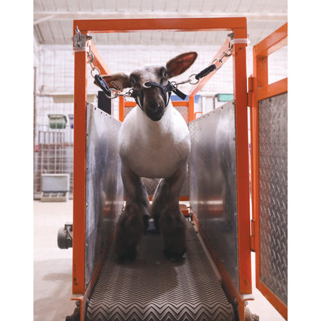 Treadmill Bungee Ties