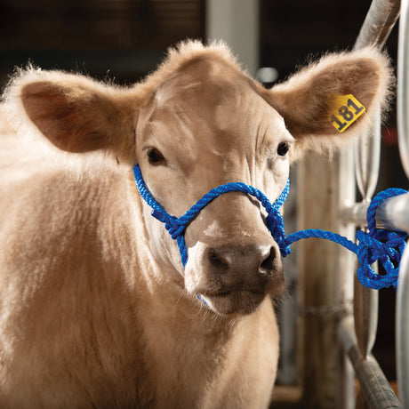 Rope Halter, Calf