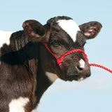 Rope Halter, Calf