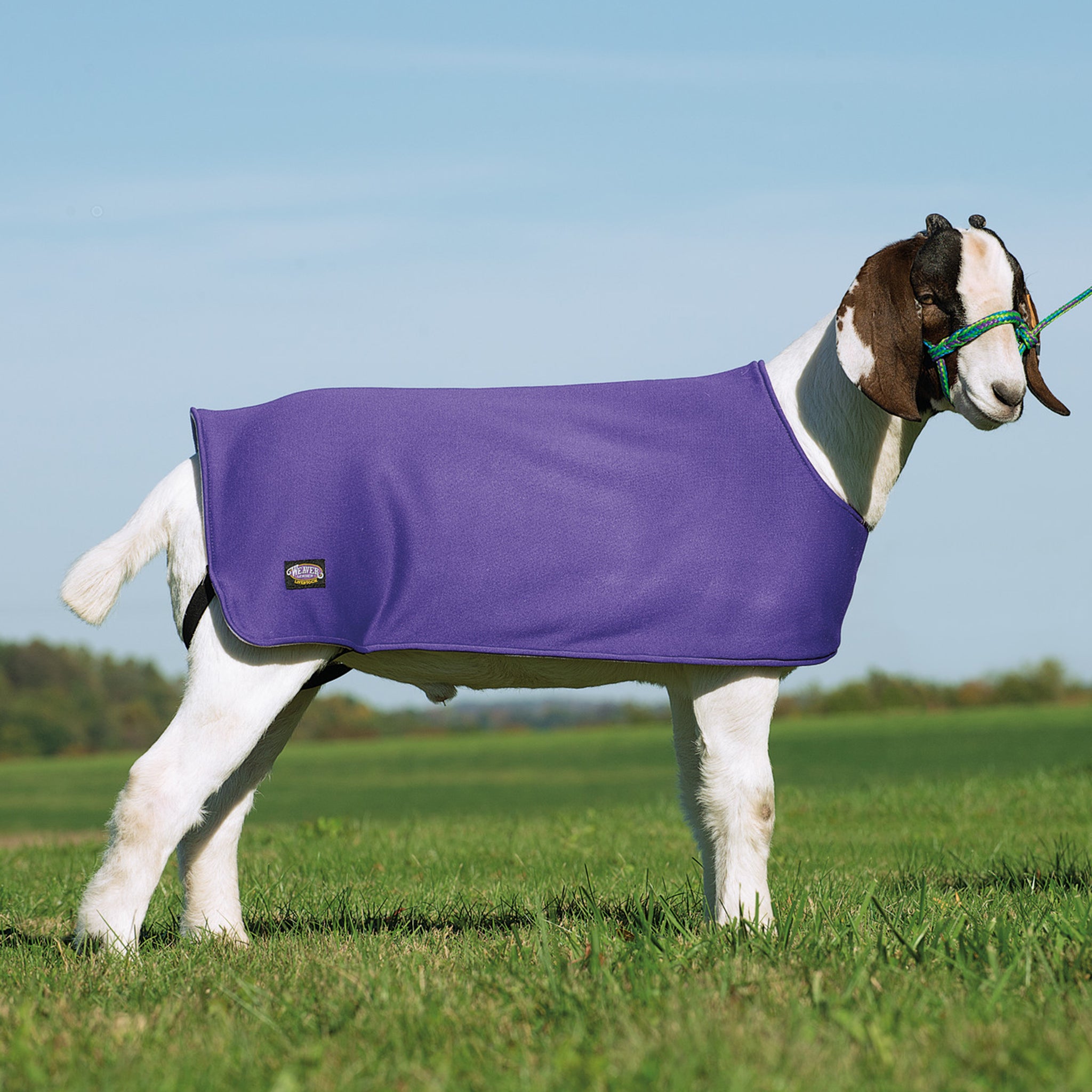Blanket with goats on it online
