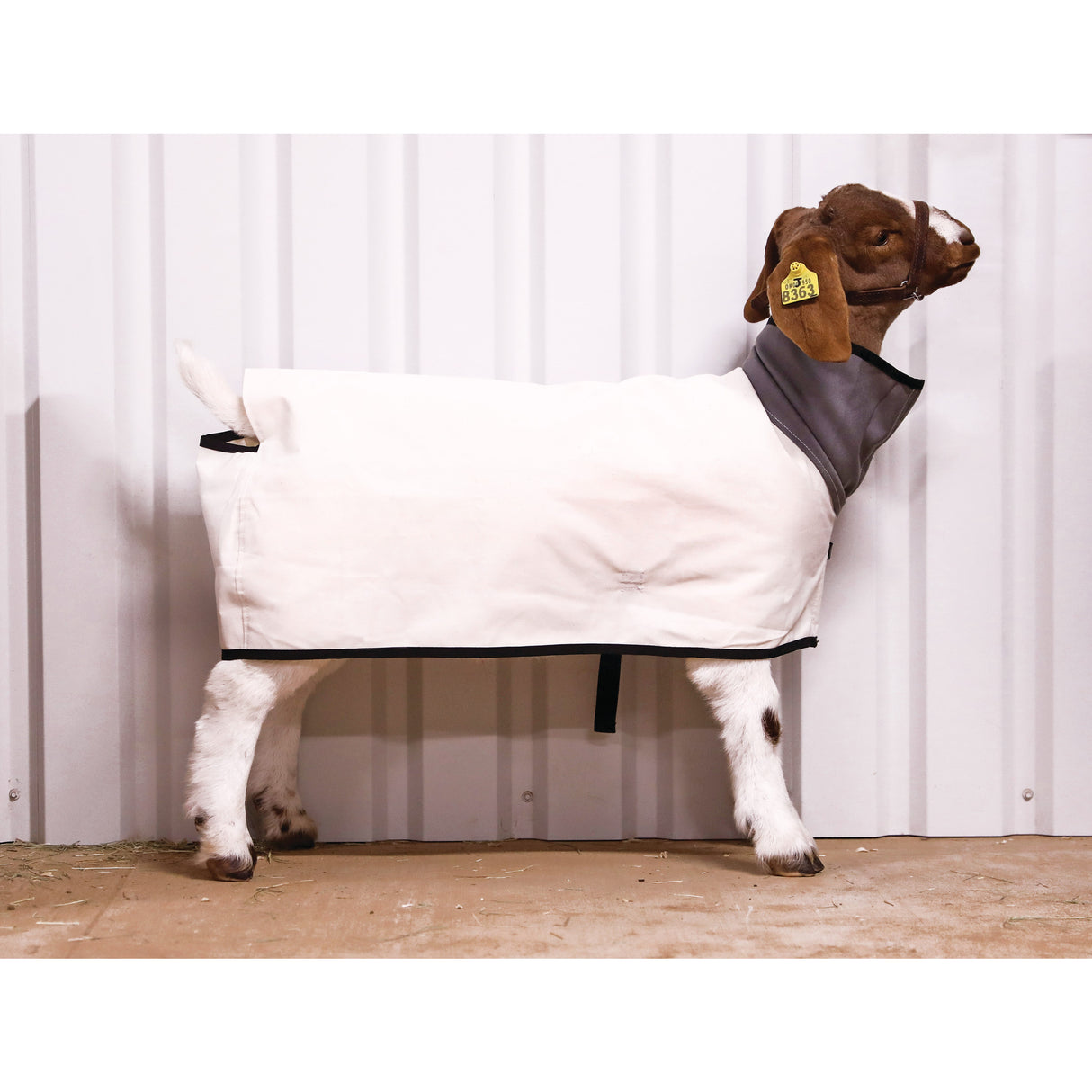 Canvas Goat Blanket