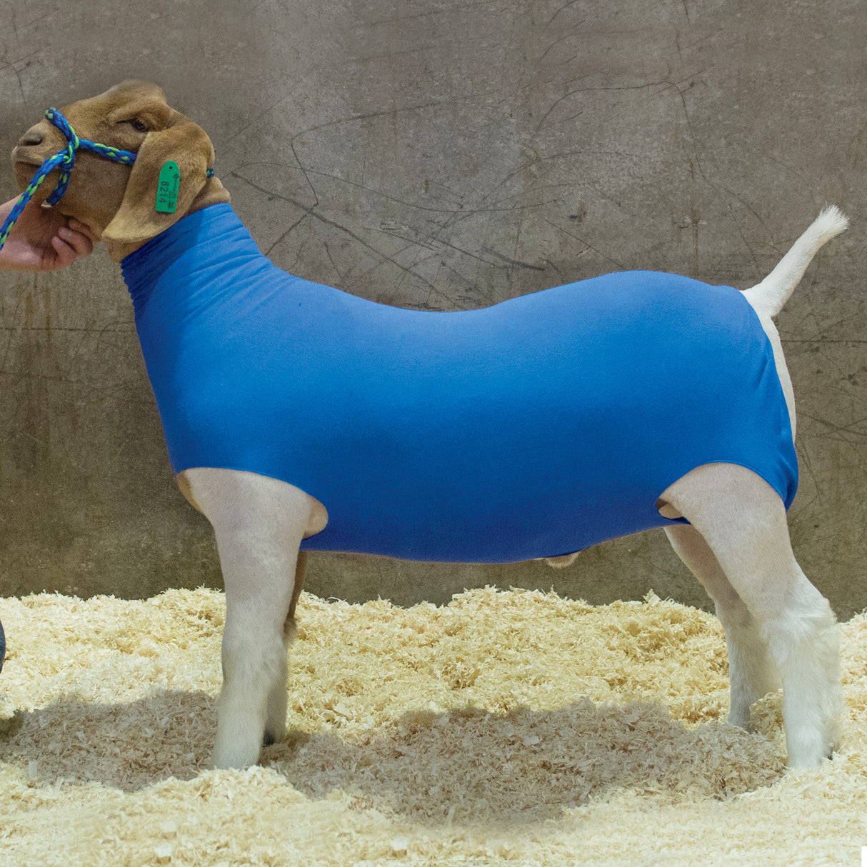 Cotton Goat Tube, Blue