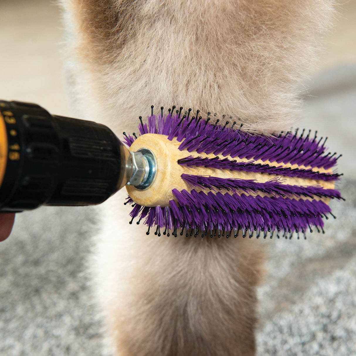 Regular Roto Brush