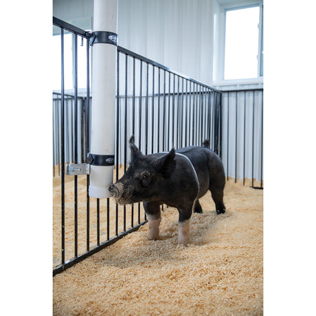 Pig Drinking from Pig Waterer